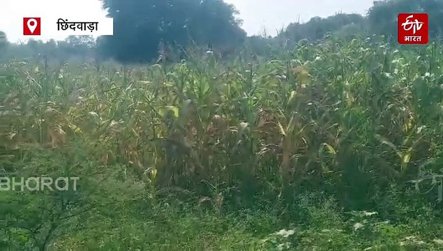 ब्रह्मास्त्र और अग्निस्त्र फसलों की करती है रक्षा, कम लागत में बंपर कमाई