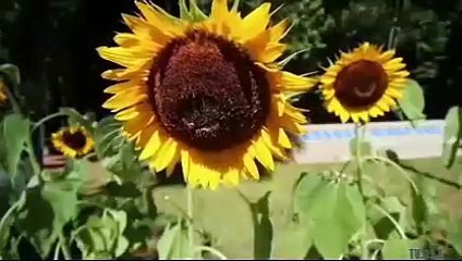 UMUARAMA 70 ANOS PRIMEIRA EDIÇÃO