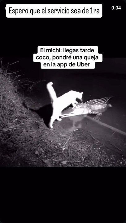 Que transporte tan lento 🐊😿