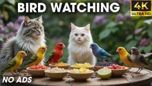 Video For Cats To Watch Bird - Cats And Squirrels Fight For Food In The Forest