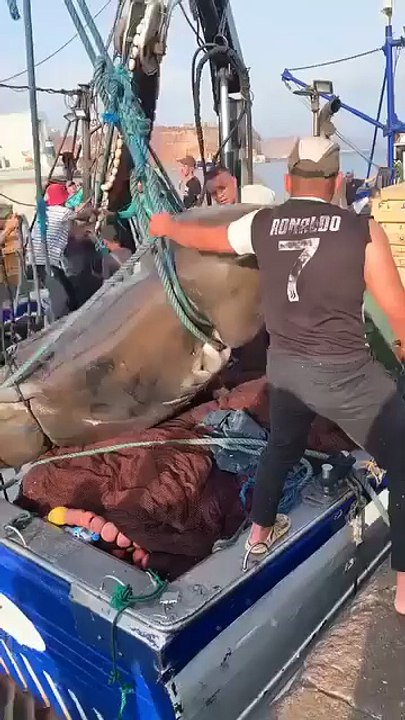 بحارة في #الغزوات🇩🇿 يصطادون #قرش عملاق.