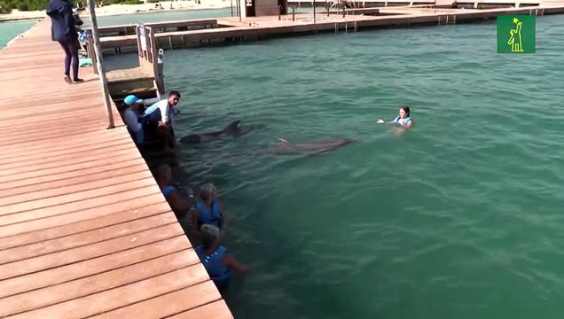 Congreso de México prohíbe espectáculos con delfines y ballenas