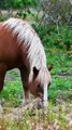 3 choses à savoir sur le cheval comtois