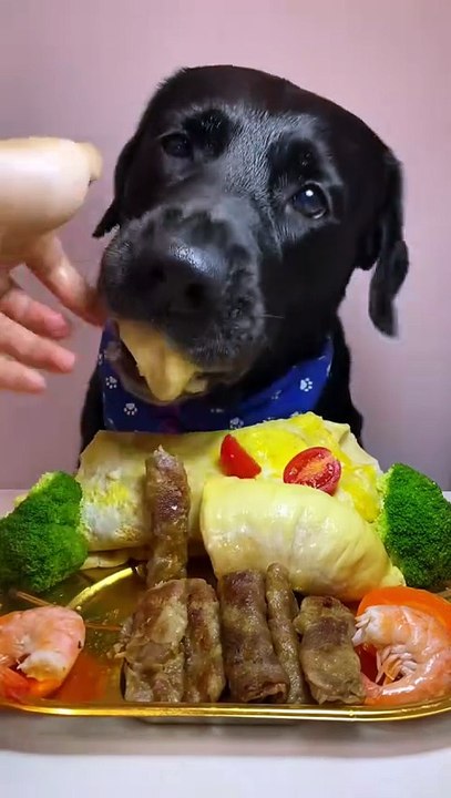 Dog Eating Amazing Video 😍
