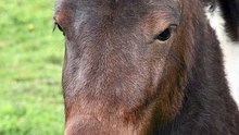 3 choses à sa voir sur le poney