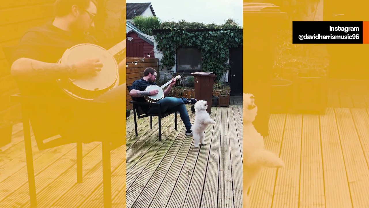 Suloinen video: Pieni koira ei voi vastustaa banjon soittoa – alkaa tanssia