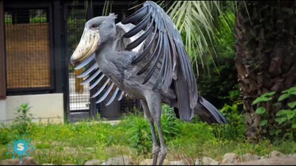 The Last Living DINOSAUR