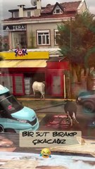 ORGANİK SÜT SATILDIĞI DOĞRU 🥛