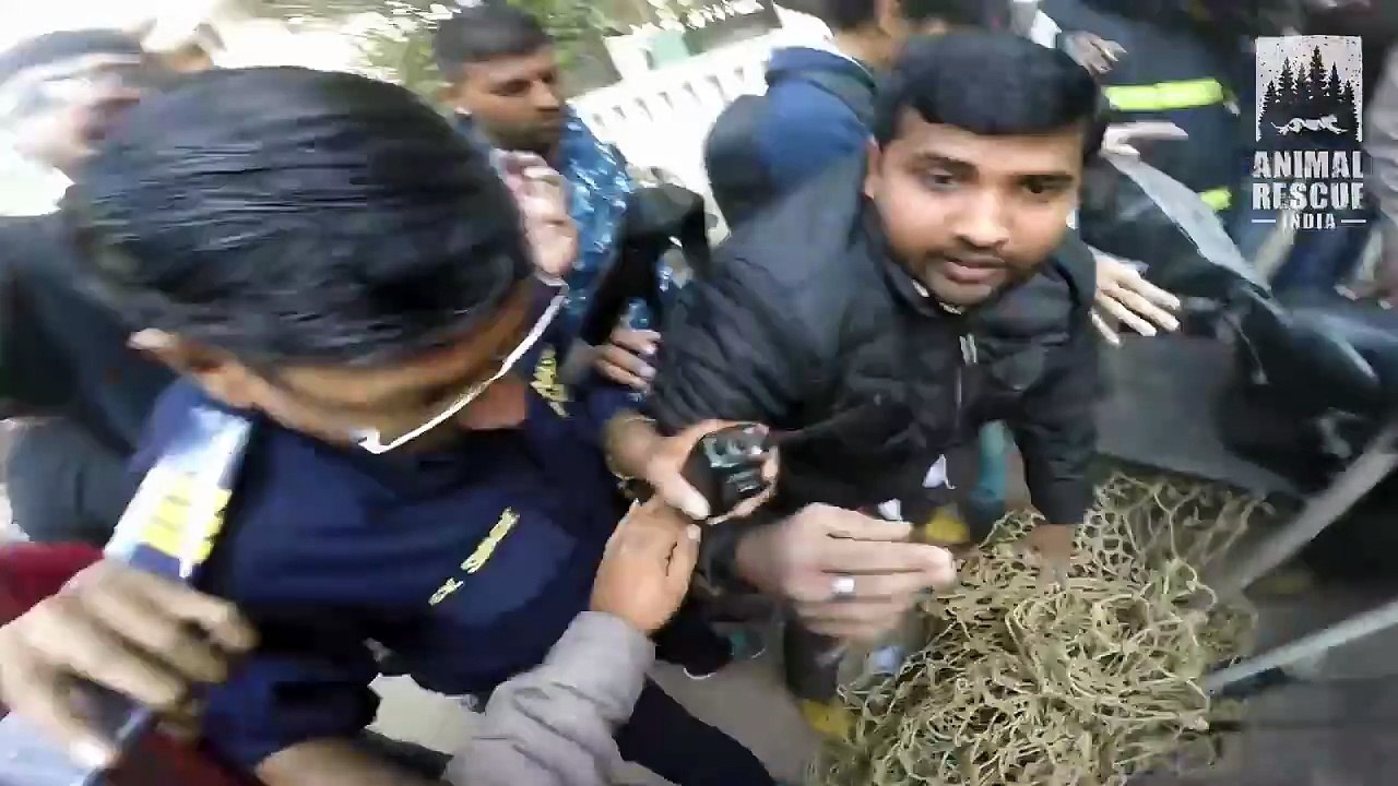 Leopard Rescue in Nashik | Leopard in Nashik city | Gopro | Animal Rescue India