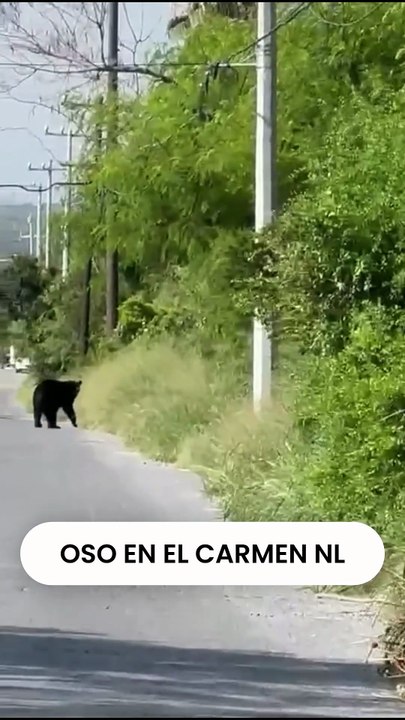 AVISTAMIENTO DE OSO EN EL CARMEN NUEVO LEON