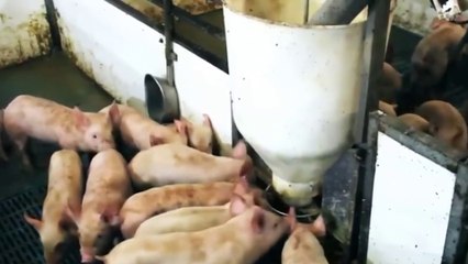 tn7-bacteria-en-cerdos-podria-afectar-humanos-advierte-una-270625