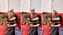 Hilarische video toont katten die lijden onder hun té gevoelige reukzin