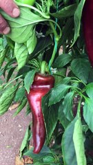How to harvest red capia pepper?