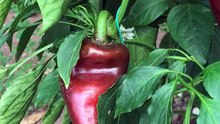 How to harvest red capia pepper?