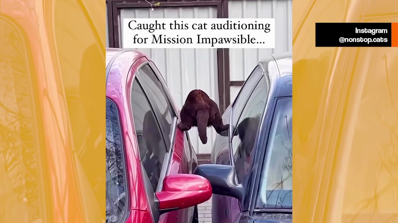 Vaikuttava video näyttää asioita, joita vain kissat pystyvät tekemään