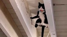 Indrukwekkende video laat dingen zien die alleen katten kunnen doen