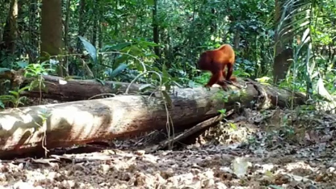 ANIMALS OF AMAZON
