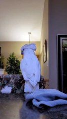 laugh till you cry with this hilarious parrot! 😂