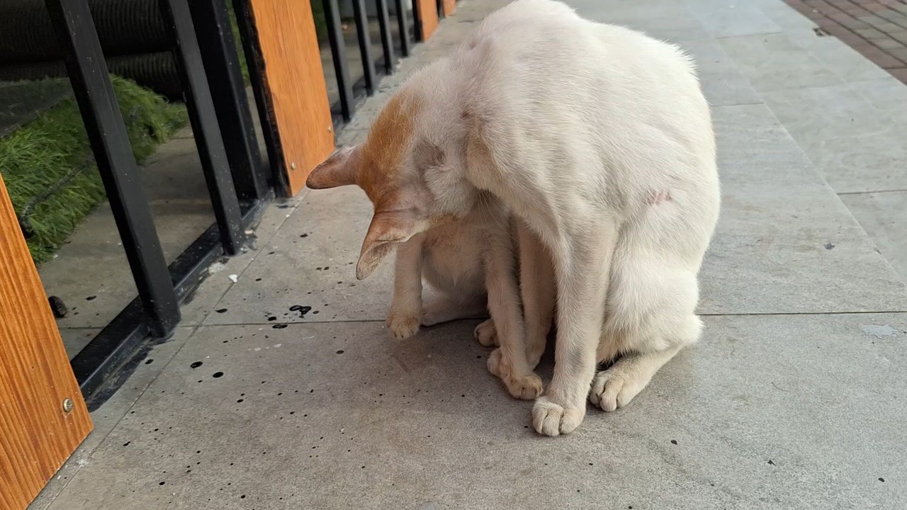 abandone kitten