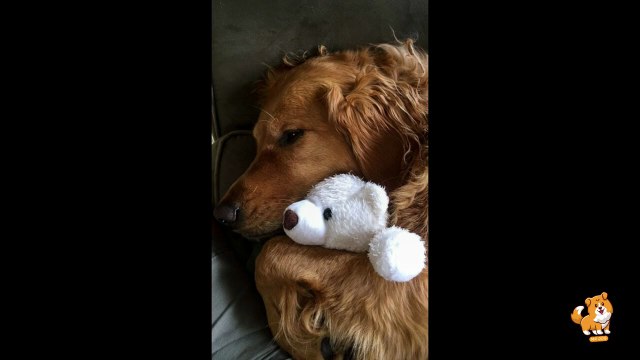 How To Choose Right Dog Food _ V14 _ Cute Dog Videos _ Dogs _ Dog _ Funny Dogs _ Cute Dog _ Mr Dog