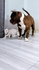 playful dog wants to play but cat says no! 😂