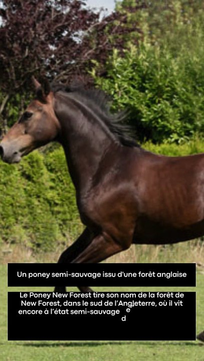3 choses à savoir sur le Poney New Forest