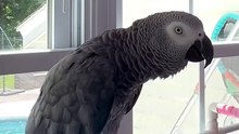 parrot makes a funny fart sound hilarious! 😂