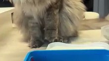 How (not) to steal human food? A polite attempt :) Funniest video.