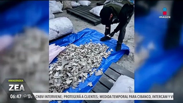 Aseguran 2 mil 433 kilogramos de aletas de tiburón en Ensenada, Baja California
