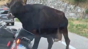 Val di Sole, una vacca in fuga carica due motociclisti fermi in coda