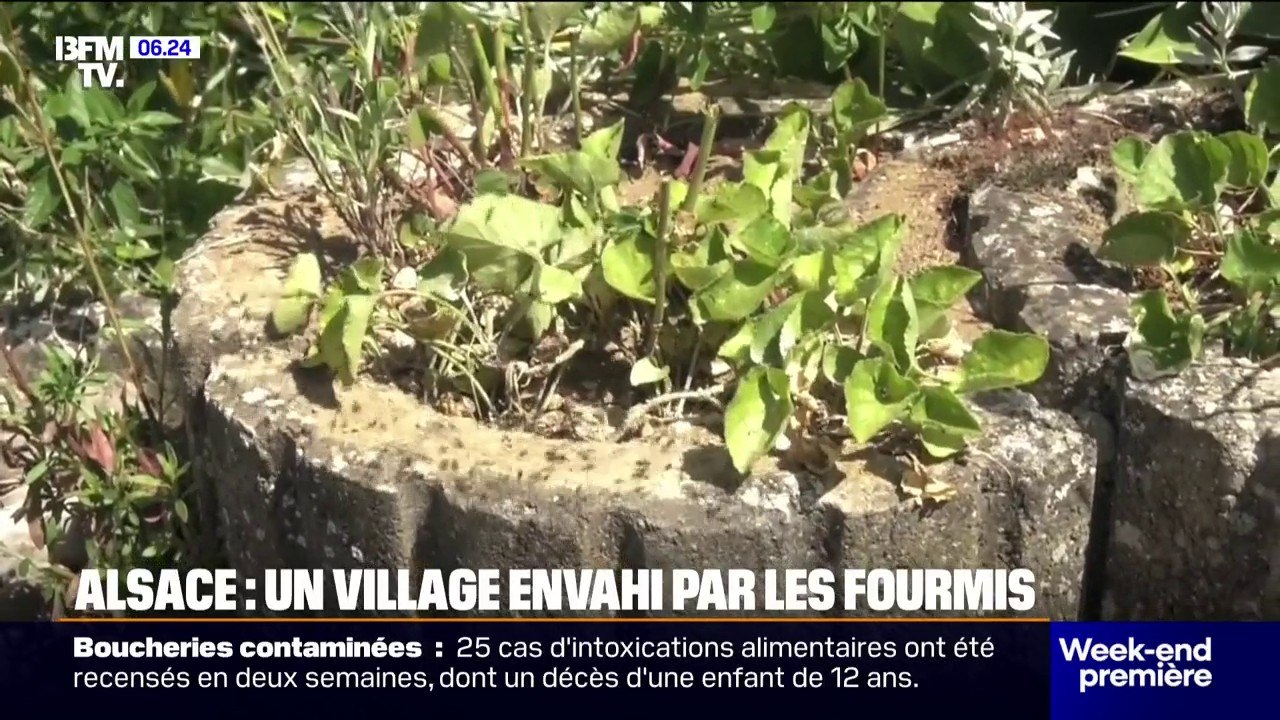 1.000 habitants et des millions de fourmis: le village de Petit-Landau en Alsace est envahi par une espèce invasive de fourmis