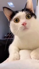 When Your Cat Thinks It’s a TikTok Star