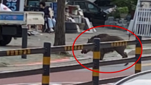 서울 주택가에 멧돼지 출몰해 사살...다친 사람 없어 / YTN
