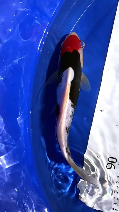 Kumanryo koi