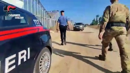 Maxi piantagione di marijuana in serre comunali abbandonate: 51enne arrestato a Sestu