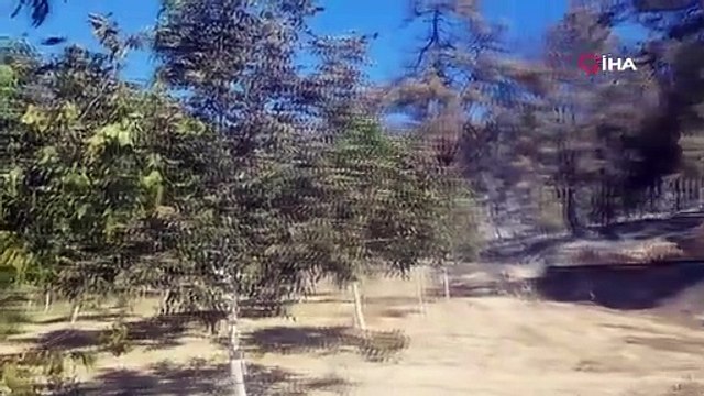 Sakarya’da ormanlık alanda çıkan yangına havadan ve karadan müdahale sürüyor