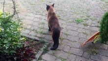 Here comes the Boss :)