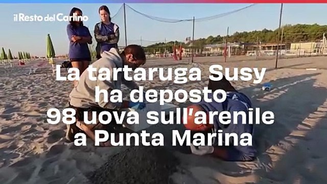 La tartaruga Susy ha deposto 98 uova sull'arenile a Punta Marina: il video
