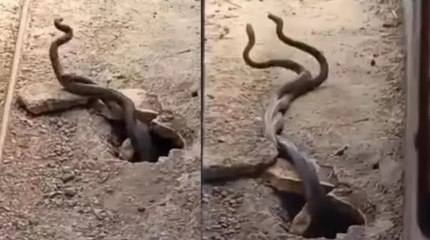 Metrelerce uzunlukta yılanlar paniğe neden oldu