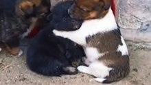 Dogs Hugging ❤️