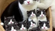 Adorable cat family 🐱❤️