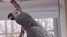 Alexa the Parrot 😂