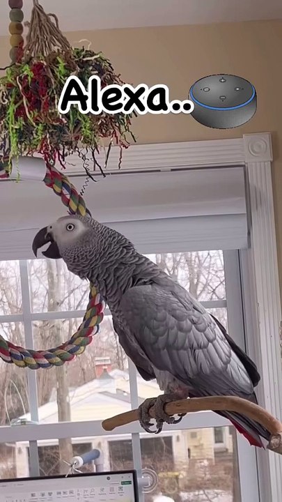 Alexa the Parrot 😂