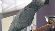 Parrot and Alexa 🤣🤣🤣🤣🤣