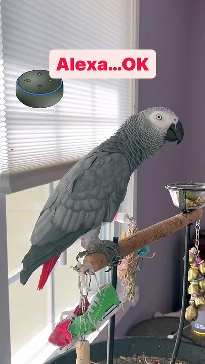 Parrot and Alexa 🤣🤣🤣🤣🤣