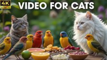 Relaxing Video for Cats to Watch Bird – 4K Nature Scene with Chirping Sounds