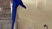 parrot and cat adore each other 🦜🐱❤️