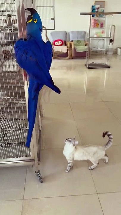 parrot and cat adore each other 🦜🐱❤️