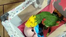 parrot and his new toy reacts 😂