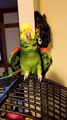Funny parrot talking alone